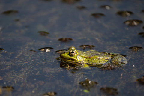 Teichfrosch - Grenouille verte (La Sauge)