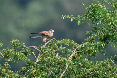 Turmfalke - Faucon crécerelle (Auried)