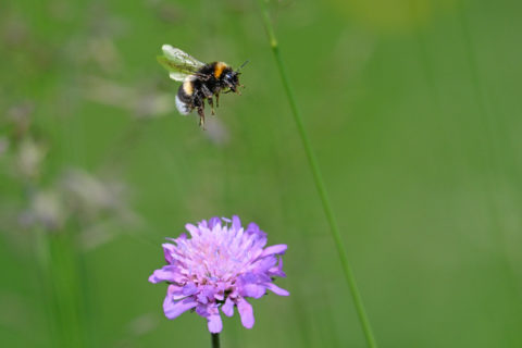 Hummel - Bourdon (Auried)